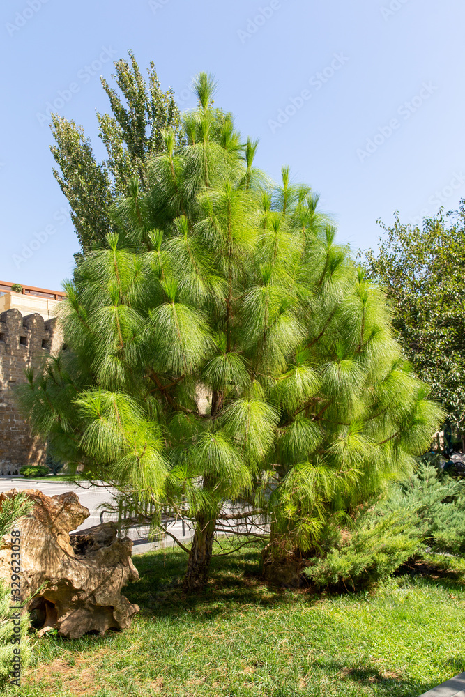 Cedar pine Armanda, Chinese white (Pinus armandii)