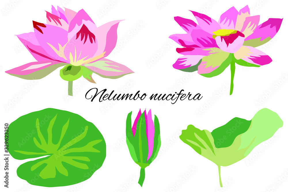 water Lily pink Lotus set flowers leaves vector drawing