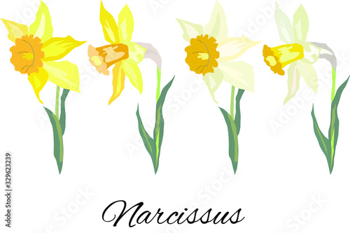 Fototapeta daffodil flowers in yellow and white vector illustration