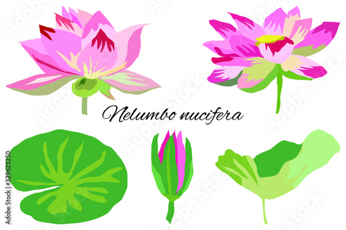 Fototapeta Naklejka Na Ścianę i Meble -  water Lily pink Lotus set flowers leaves vector drawing