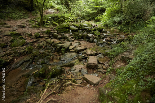 Stone path through a stream in a green deciduous forest. Hiking trail, creek, summer nature