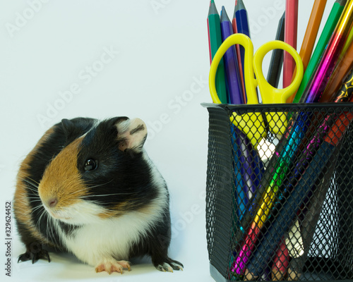 guinea pig on a table near pencils
