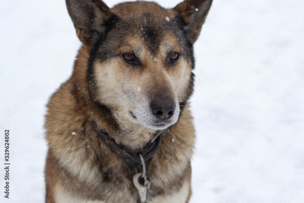 A muzzle of the big red dog with standing ears. He has a collar and a lead. It is winter. Close-up.