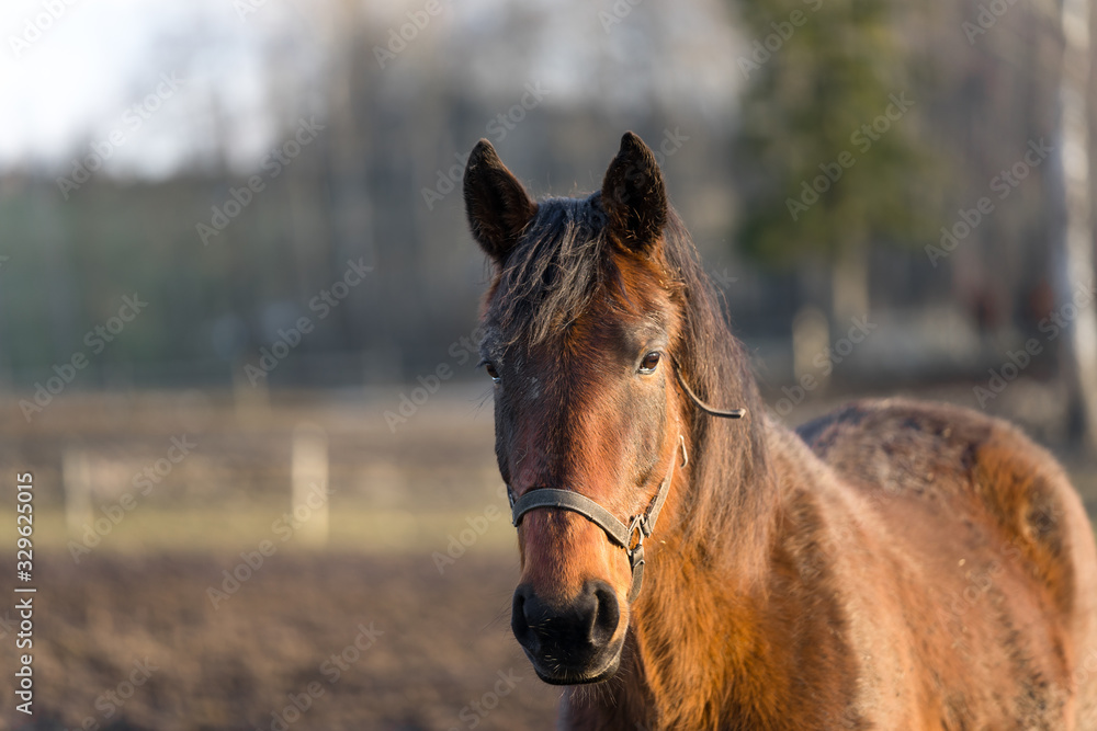 Obraz premium Portrait of young brown horse with white blaze at Tooma, a rural place in Estonia. Sunny bright spring day, blue sky. Animal is behind wooden fence and is looking towards photographer.