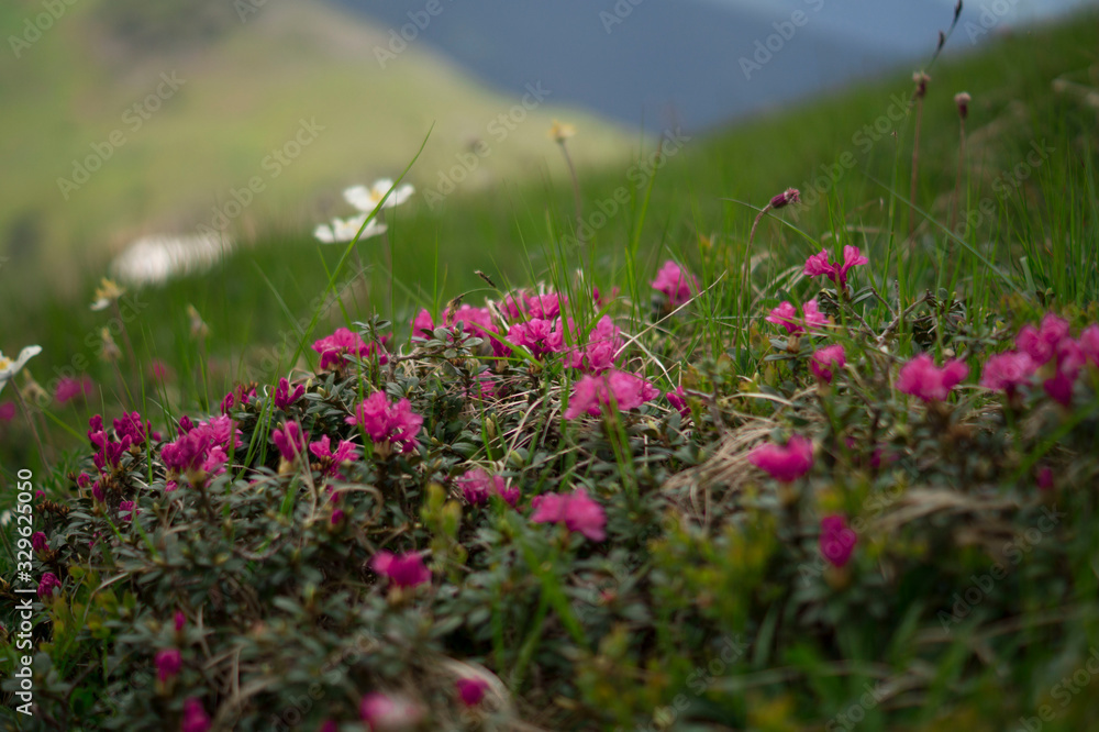 Obraz premium Rhododendron flowers in Carpathian mountains