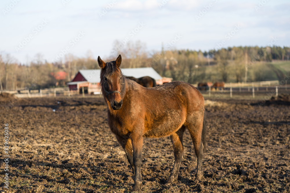 Fototapeta premium Portrait of young brown horse with white blaze at Tooma, a rural place in Estonia. Sunny bright spring day, blue sky. Animal is behind wooden fence and is looking towards photographer.