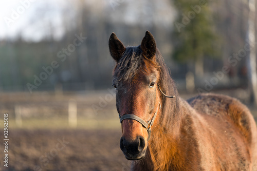 Portrait of young brown horse with white blaze at Tooma  a rural place in Estonia. Sunny bright spring day  blue sky. Animal is behind wooden fence and is looking towards photographer.