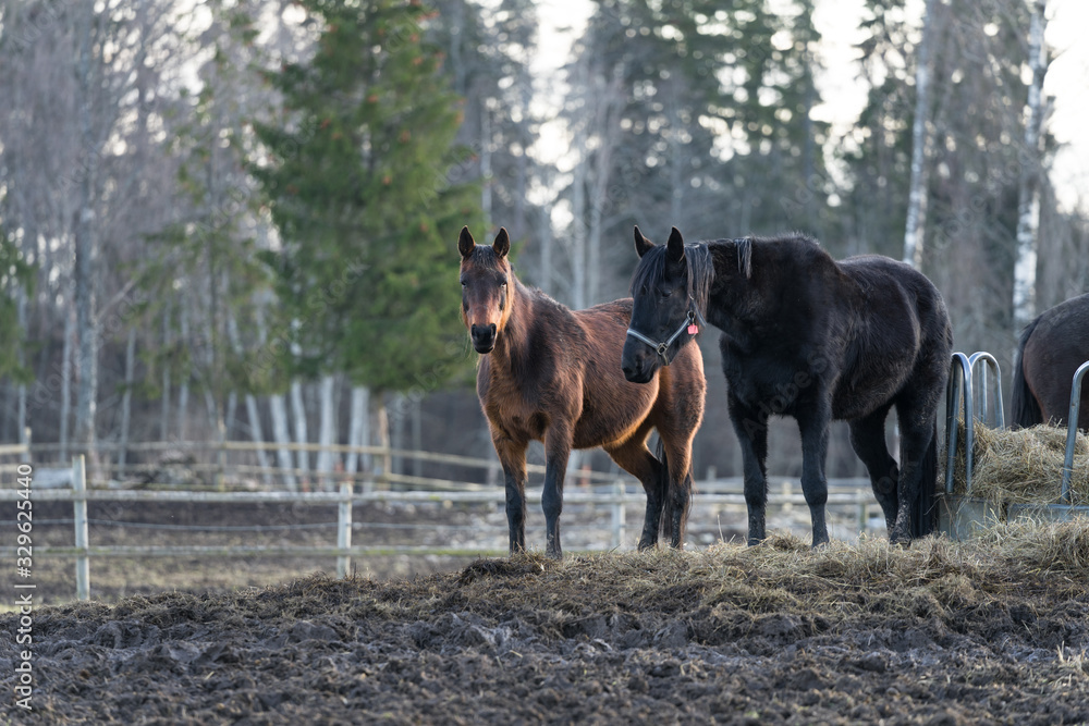 Two horses taking a nap in standing position at Tooma, a rural place in Estonia. Early evening in spring. Animals are in front of wooden fence on muddy field. Few trees behind. Two horses taking a nap in standing position at Tooma, a rural place in Estonia. Early evening in spring. Animals are in front of wooden fence on muddy field. Few trees behind.