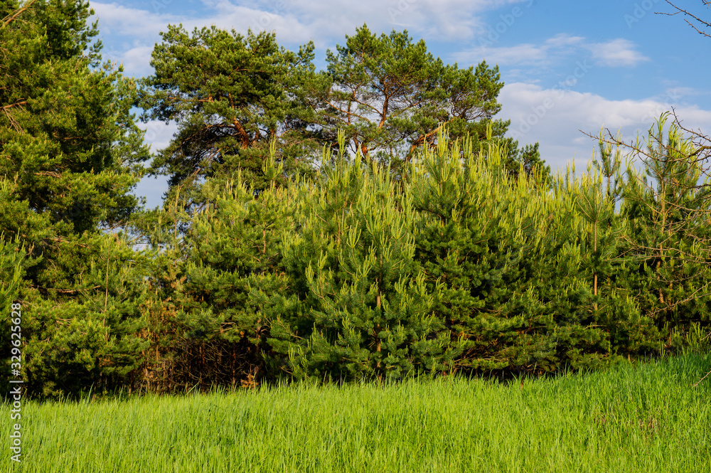 Fototapeta premium green meadow and pine forest on a sunny day.