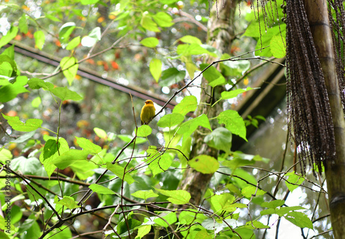 green bird in vivo in a national park in brazil