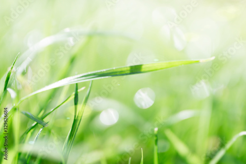 Nature green grass with bokeh background and sunlight Background with selective focus