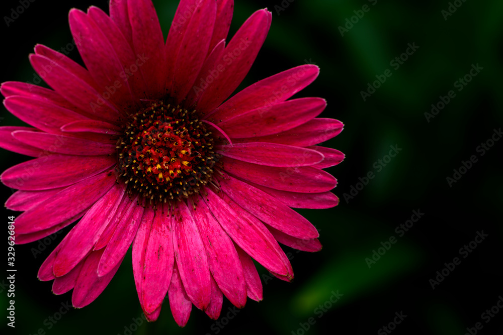 Obraz premium Imperfect Gerber Daisy in Bloom