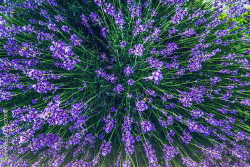 Top view of a bouquet of purple lavender flowers