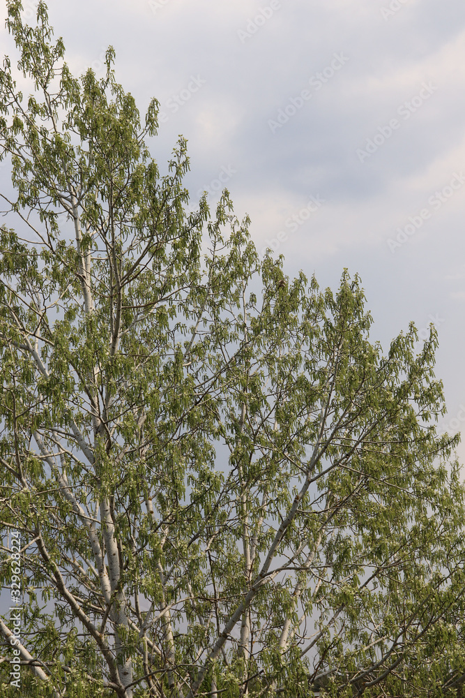 Obraz premium tree in spring