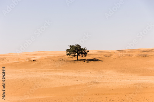 alone tree in the middle of the desert