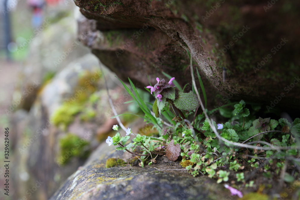 Obraz premium Blume in Steinwand