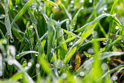 Morning dew on the grass in early spring.