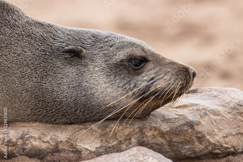 big seal face profile portrait