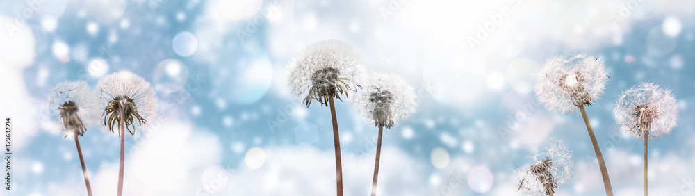 Dandelions on a background of blue sky with clouds web banner:summer time concept