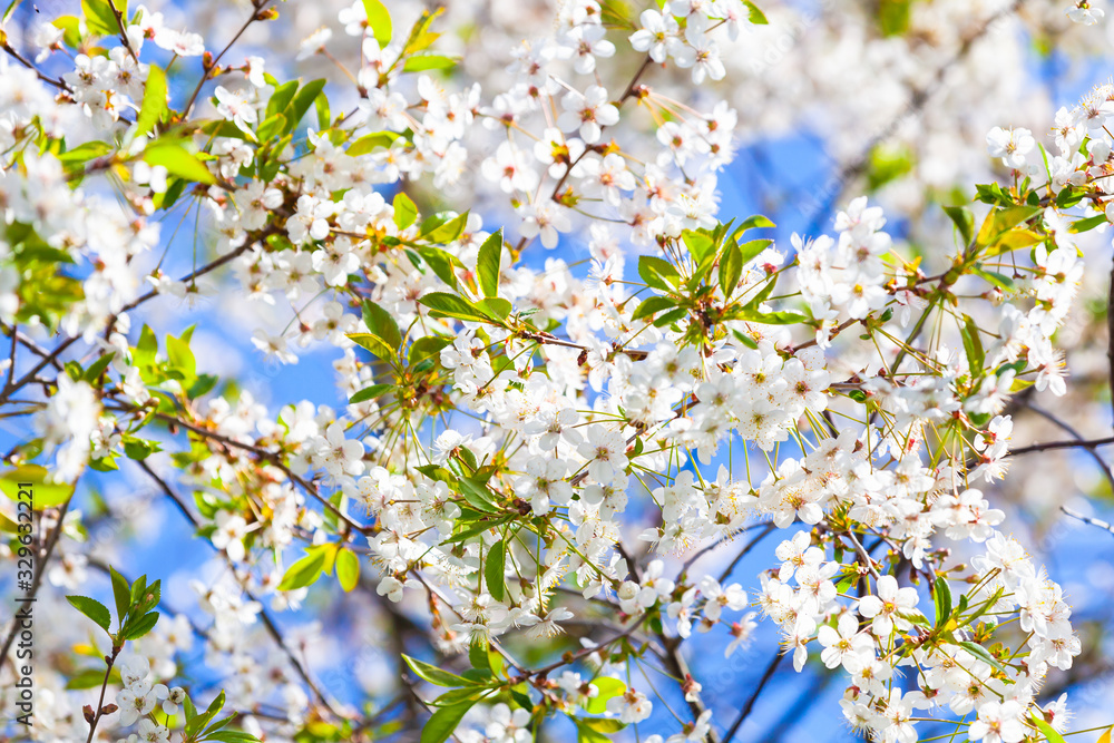 Cherry blossom. Branches with white flowers