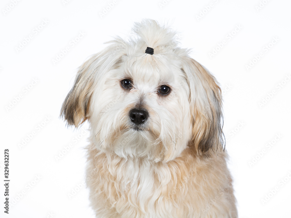 Havanese dog portrait in a studio with white background.
