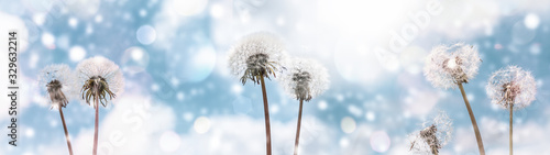 Dandelions on a background of blue sky with clouds web banner:summer time concept