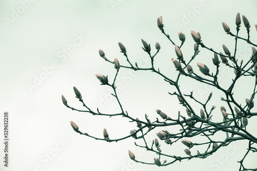 Blooming tree in springtime, branches with buds