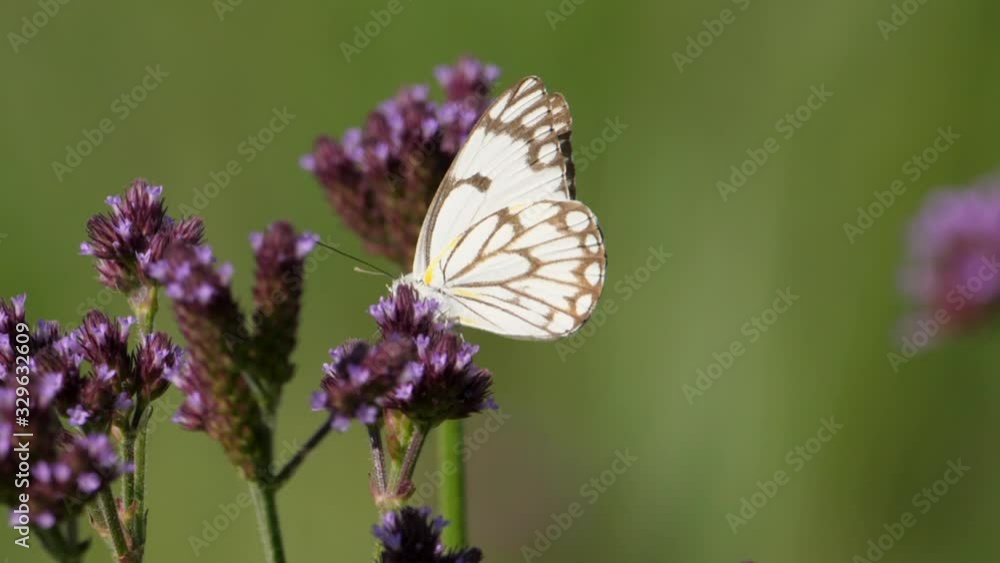 Tall Verbena, Brown-Veined White Butterfly flying on it. Handheld, shallow focus Tall Verbena, Brown-Veined White Butterfly flying on it. Handheld, shallow focus