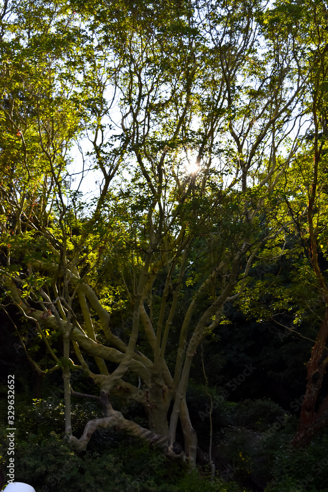 Fototapeta premium tree in the forest