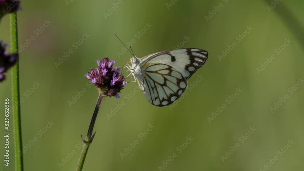 Brown-Veined White Butterfly on Tall Verbena. Handheld, shallow focus Brown-Veined White Butterfly on Tall Verbena. Handheld, shallow focus