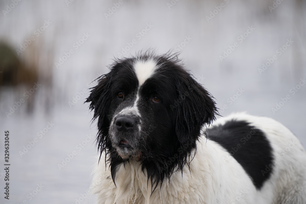 Close portrait of a sweet big white and black female Landseer in Baltic sea. Dog looks attentively to the photographer, she has white heart shaped patch on forehead. Finnish Gulf, Estonia, Europe