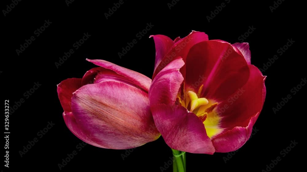 Timelapse of pink tulip flowers blooming on black background, Timelapse of pink tulip flowers blooming on black background,