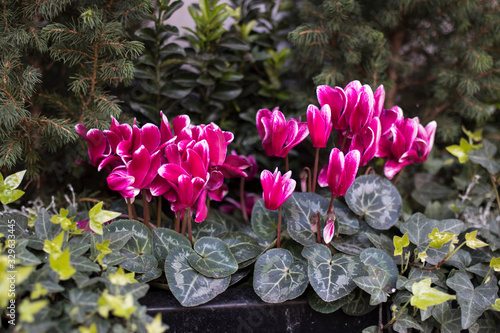 Raspberry cyclamen on the background of spruce and ivy. Urban landscaping photo