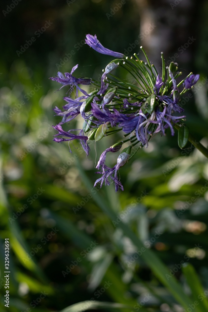 bee on flower