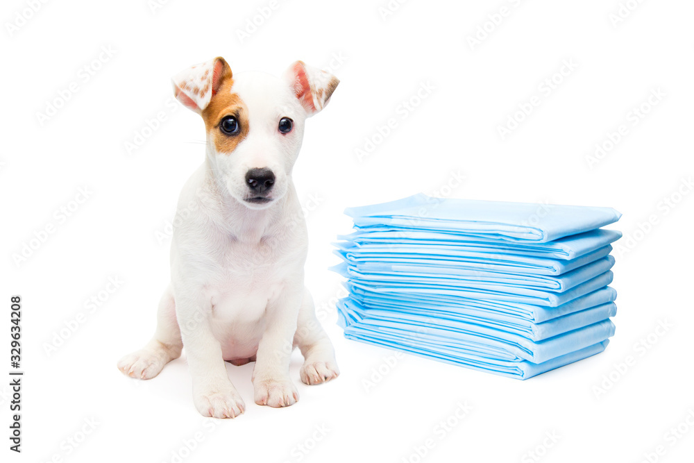 Jack Russell Terrier puppy sitting on diapers isolated on a white background Stock Photo Adobe