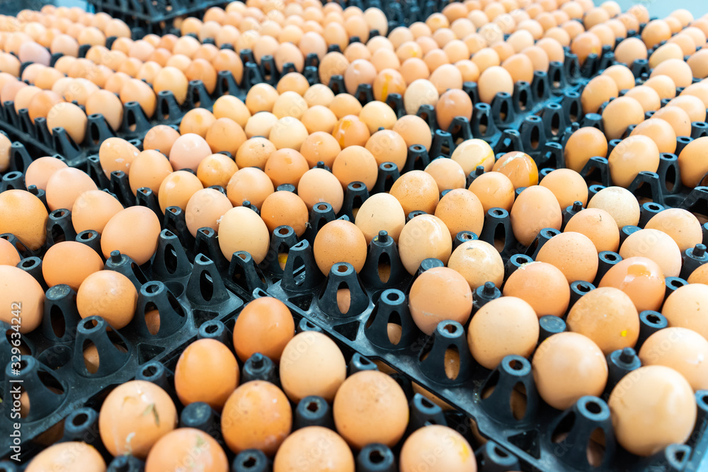Fresh brown chicken eggs stacked in the cell egg tray in poultry factory