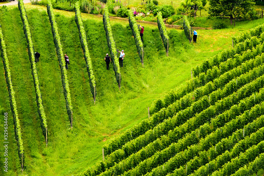 Fototapeta premium Grapes plantation green rows pattern