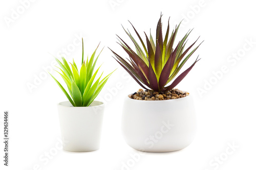 Indoor green plant on a white background
