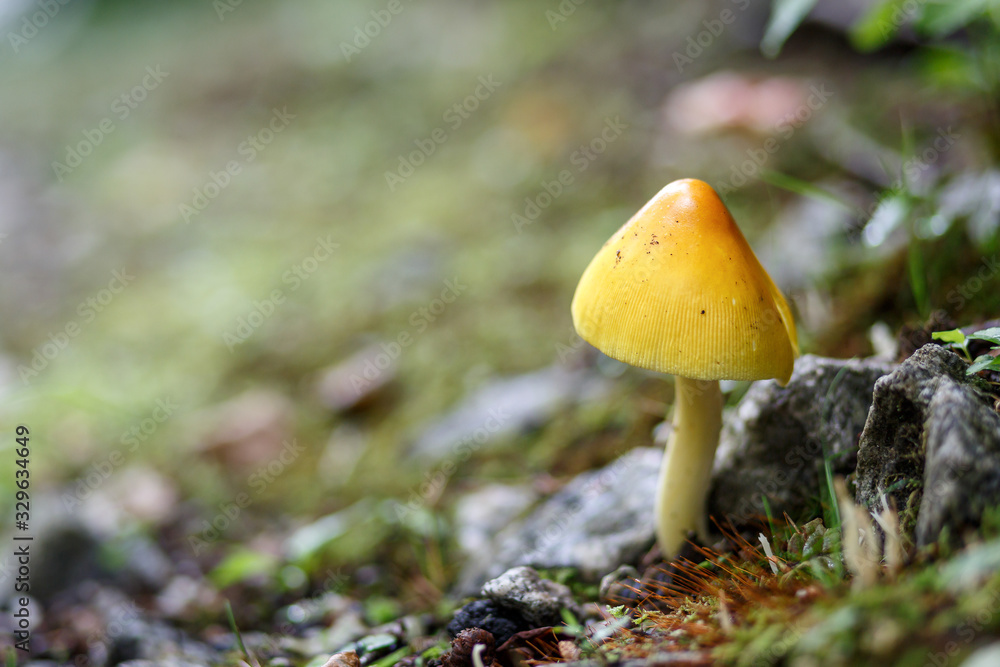 mushroom in forest mushroom in forest
