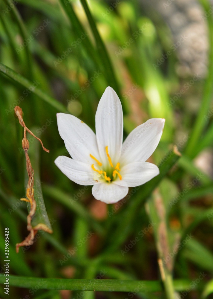 white flower in garden, lily white flower in garden, lily