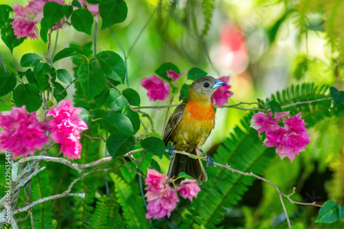 Cherries tanager female perched on twig