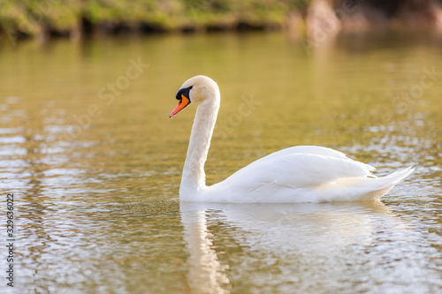 The mute swan is a species of swan and a member of the waterfowl family