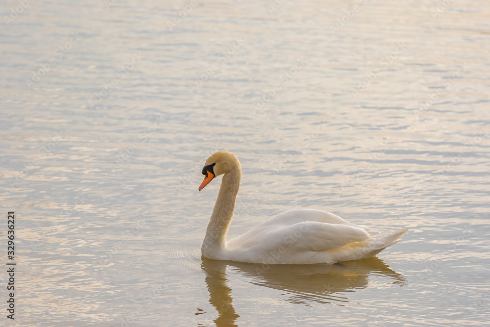 The mute swan is a species of swan and a member of the waterfowl family The mute swan is a species of swan and a member of the waterfowl family