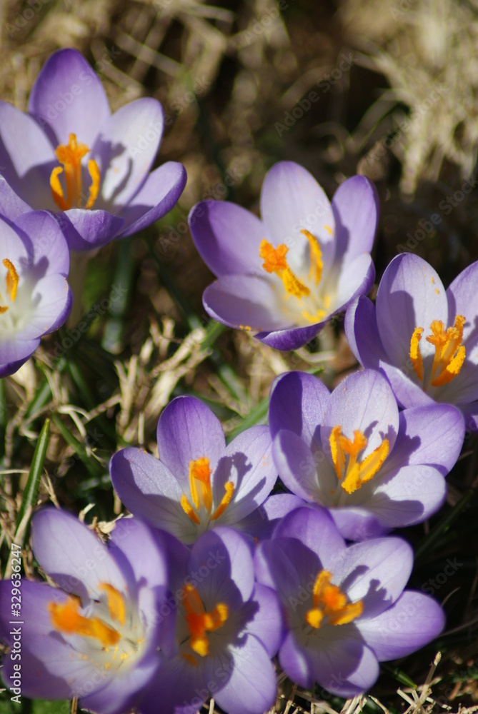 Crocus Crocus