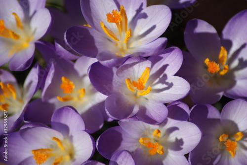 Crocus