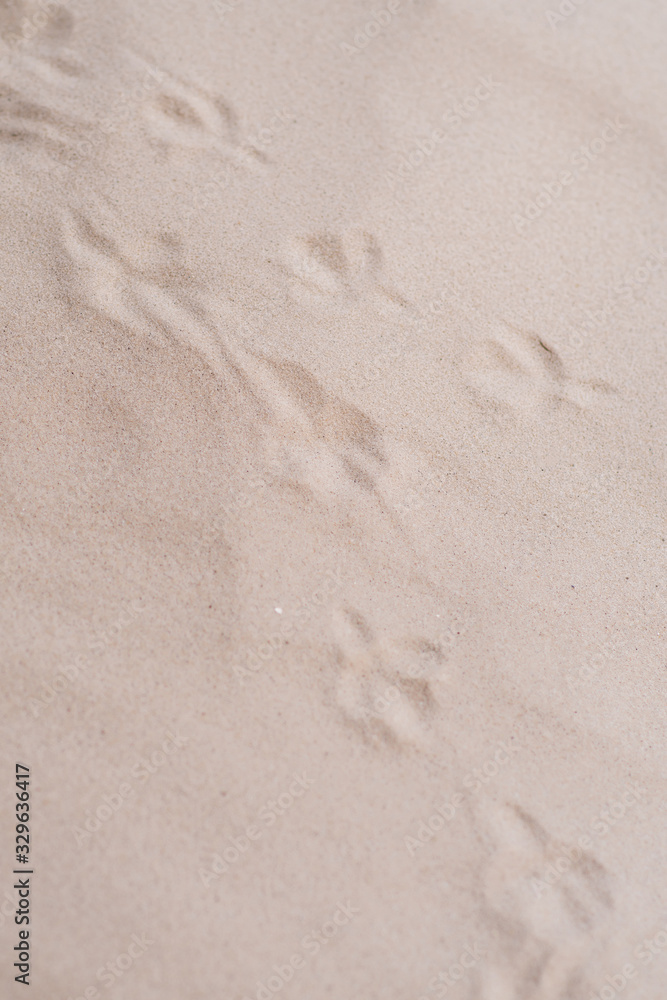 footprints of birds in the sand close up footprints of birds in the sand close up
