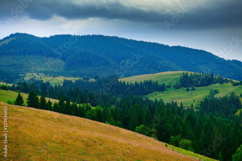 nature, summer landscape in carpathian mountains, wildflowers and meadow, spruces on hills, beautiful cloudy sky