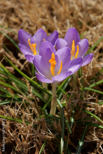 Crocus