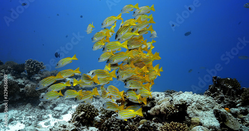 Bluelined snapper fish near coral reefs in the Pacific Ocean. Underwater life with shoal of tropical yellow fish. Diving in the clear water.