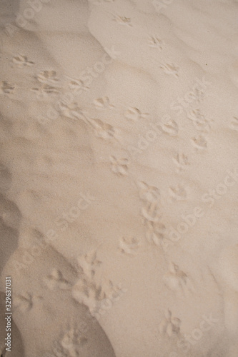 footprints of birds in the sand close up